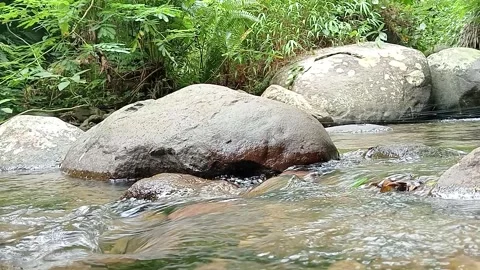 Clear Stream Flowing Around Large Rocks in Tropical Forest River Stock Footage 330582259