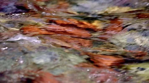 Clear stream flowing Stock Footage 76626435