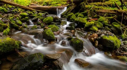 A clear stream flowing over logs and mossy boulders Stock-Fotos