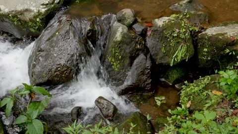 Clear stream flowing over mossy rocks in mountain river loop Stock Footage 320280634