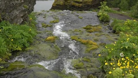 Clear Stream Flowing Over Mossy Volcanic Rocks in the Icelandic Highlands Stock Footage 339966993