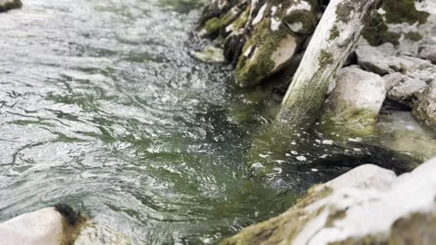 Clear stream flowing over mossy rocks with fallen log and blurred foreground Vídeos de archivo 342024681