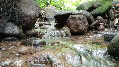 Clear Stream Flowing Over Pebbles in Natural Forest Stock Footage 329778186