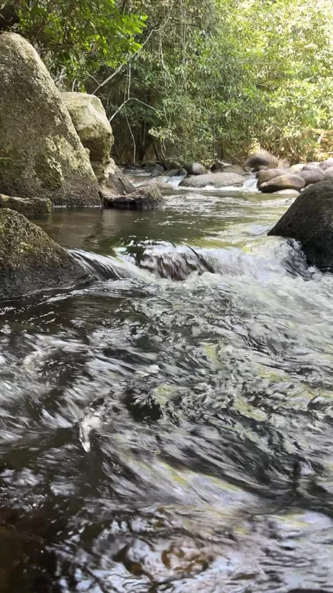 Clear stream flowing over rocks in tropical forest, Malaysia Stock Footage 327043221