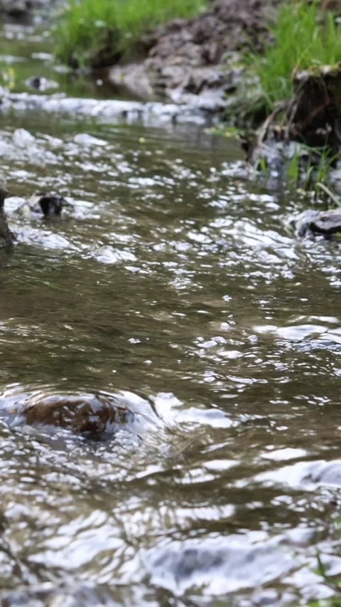 Clear stream flowing over rocks and leaves in forest. Vertical Vidéo 331997343