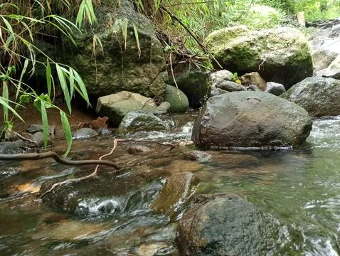 Clear Stream Flowing Over Smooth Stones in Forest Environment Stock Photos