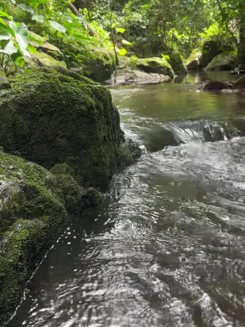Clear Stream Flowing Past Mossy Rocks in a Lush Forest Stock Footage 341318349