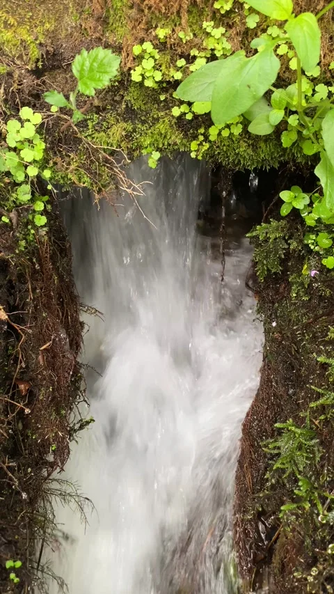 Clear stream flowing through forest with relaxing water sounds 🌊🌲 動画素材 310916716