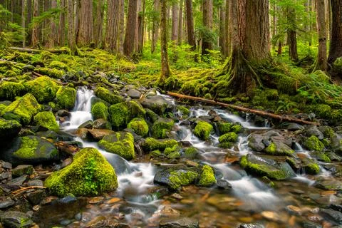 Clear stream flowing through a forest and green, moss-covered boulders Stock-Fotos