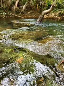 Clear Stream Flowing Through a Forest Stock Photos
