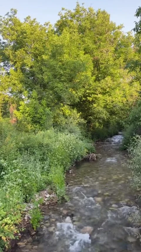 Clear Stream Flowing Through a Green Woodland Stock Footage 341318889