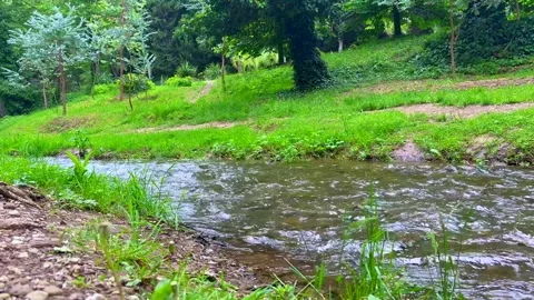 Clear Stream Flowing Through Lush Green Forest in a Peaceful Natural Setting Stock Footage 310210054