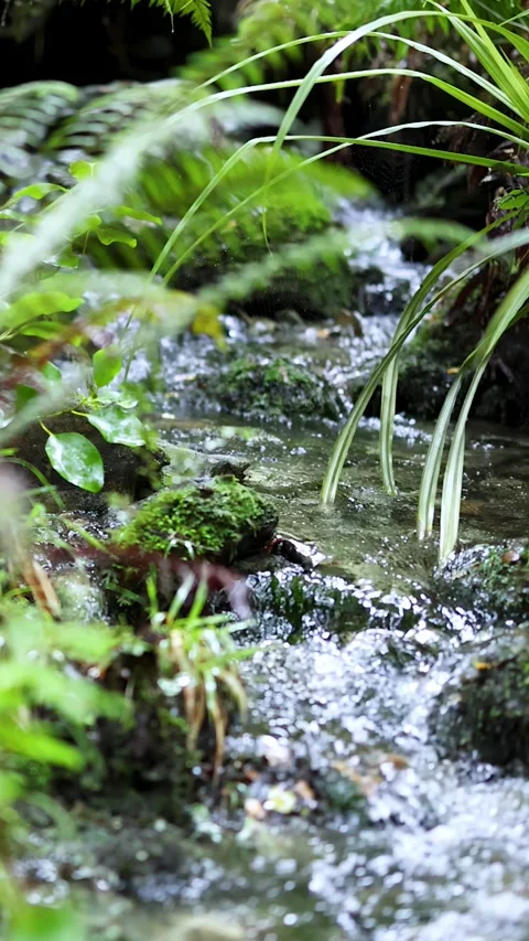Clear Stream Flowing Through Lush Rainforest Underbrush Stock Footage 313912896