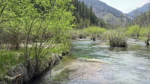 Clear Stream Flowing Through Lush Green Vegetation in Jiuzhaigou Valley Sich Vídeos de archivo 337277414