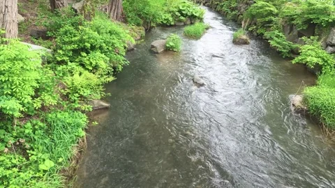Clear Stream Flowing Through Lush Green Forest Stock Footage 338052318