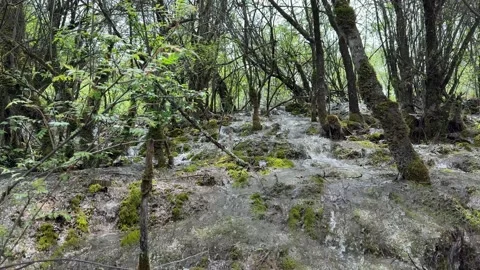 Clear Stream Flowing Through a Lush Mossy Forest in Jiuzhaigou Valley Sichuan Stock Footage 338373216
