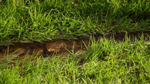Clear Stream Flowing Through Spring Grass Stock Footage 313530652