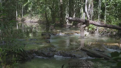 Clear stream flowing tropical forest with trees roots Khlong Thom Nuea, Krabi Stock Footage 317005834