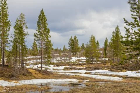 A clear stream flows actively through an arctic landscape in Urho Kekkosen Na Stock-Fotos