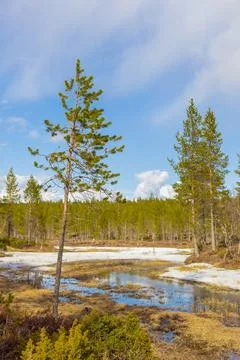 A clear stream flows actively through an arctic landscape in Urho Kekkosen Na Stock-Fotos