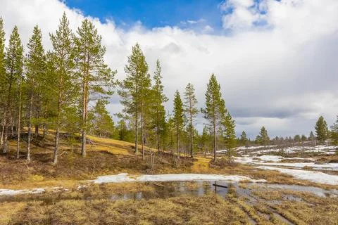 A clear stream flows actively through an arctic landscape in Urho Kekkosen Na Stock Photos