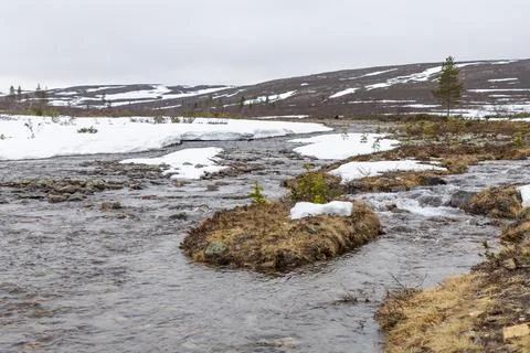 A clear stream flows actively through an arctic landscape in Urho Kekkosen Na Stock Photos