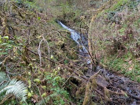 Clear stream flows down a mossy hillside through clover, logs Stockfoto's