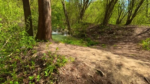 Clear stream flows gently through forest floor. Balkan, Eastern Europe, POV 스톡 동영상 333589238