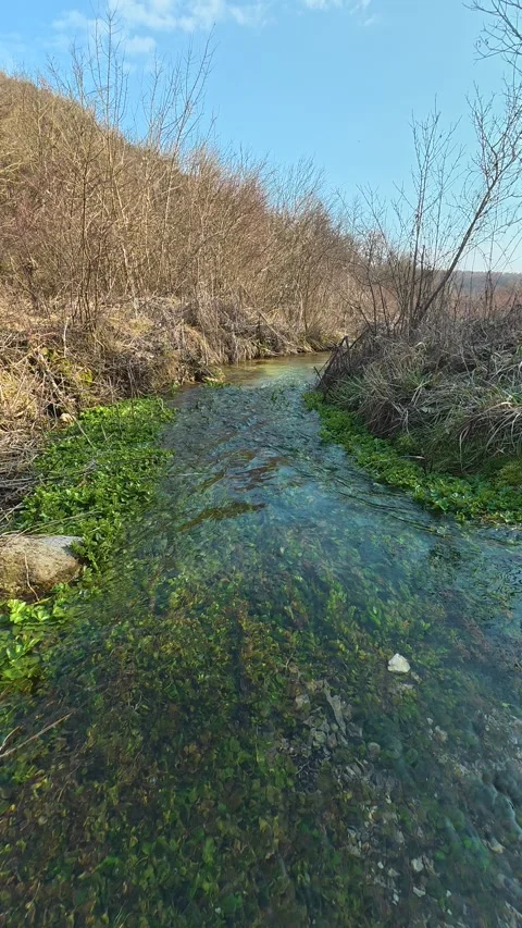 Clear stream flows gently through green moss. Balkan, Eastern Europe, POV Video stock 333634567