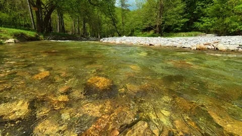 Clear stream flows gently through lush green forest. Gradac River, Serbia Vídeos de archivo 335075081