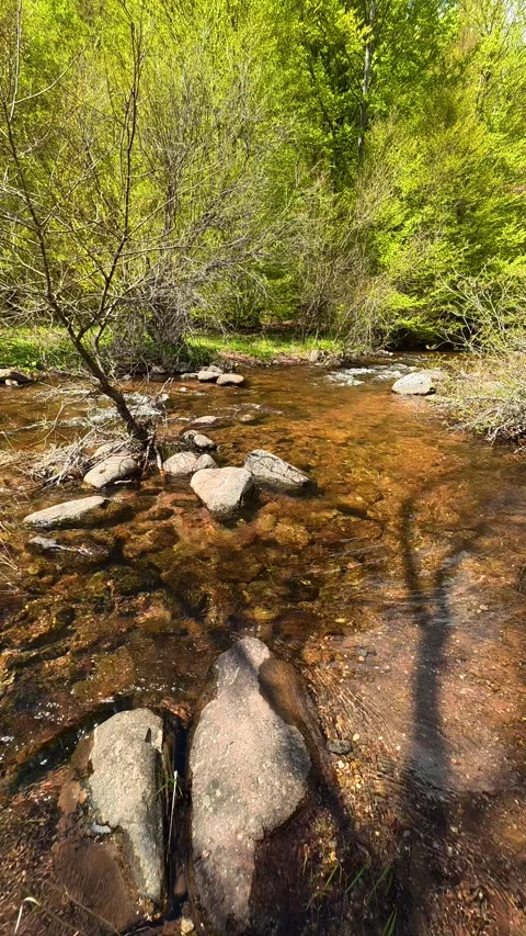 Clear stream flows gently through rocky bed. Tupavica area, Vertical Stock Footage 335946921