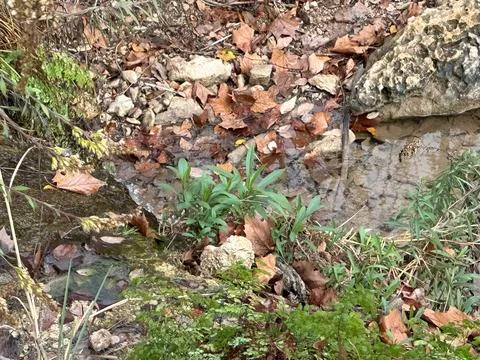 A clear stream flows gently through a rocky, forest floor. Stock Photos