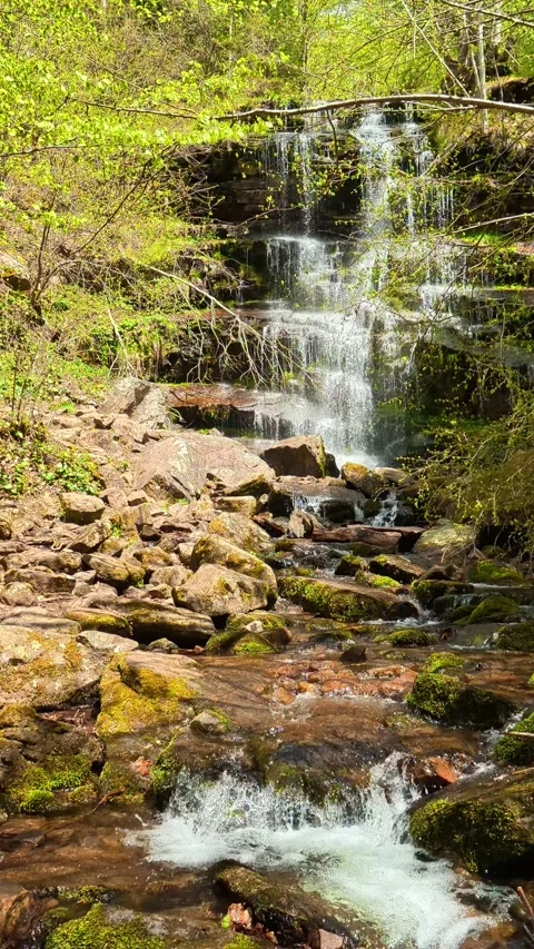 Clear stream flows over mossy rocks in a sunlit forest. Tupavica, Vertical Stock Footage 335947440