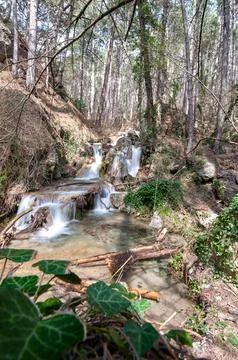 Clear stream flows over mossy rocks through tall trees. Lush green ivy frames Stock Photos