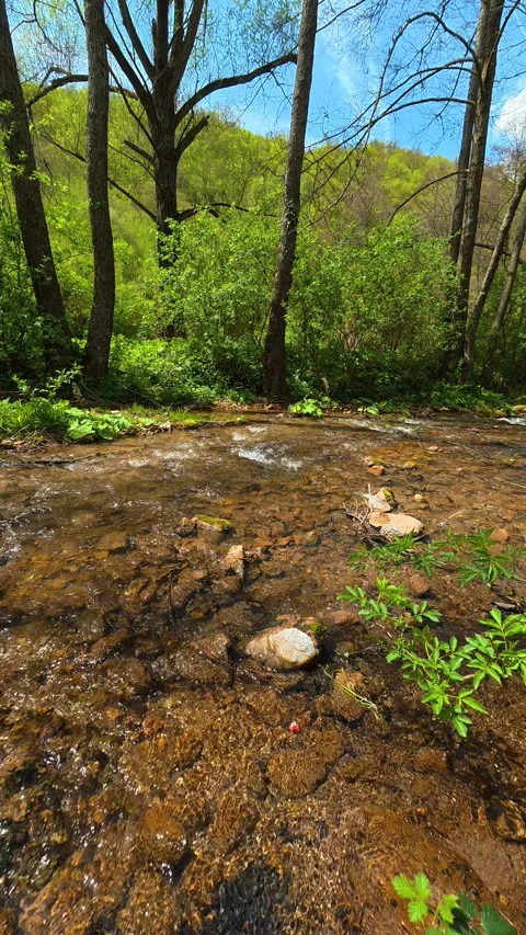 Clear stream flows over smooth stones. Bigar Waterfall, Serbia. Vertical Vidéo 333700042