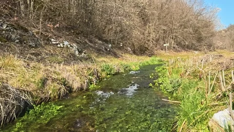 Clear stream flows through green, grassy banks. Mount Rtanj Area, Serbia 스톡 동영상 331279635