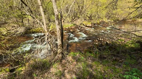 Clear stream flows through green woods. Near Tupavica Waterfall, Serbia Stock Footage 335530689
