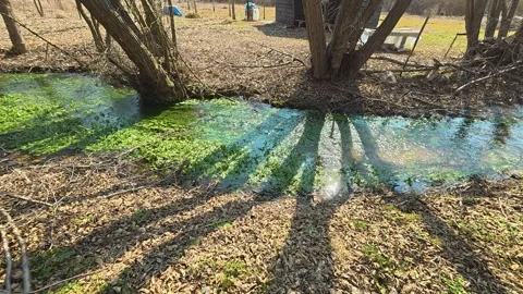 Clear stream flows through leaf-strewn forest floor. Mount Rtanj Area, Serbia Vidéo 331279477