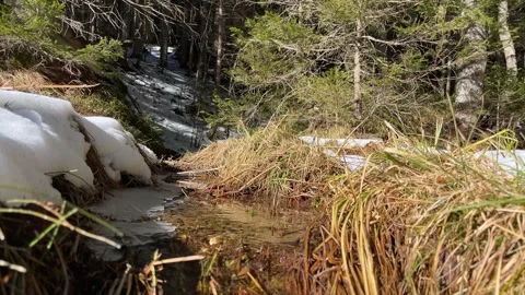 A clear stream flows through a snow-covered forest on a sunny spring day Stock Footage 264963841