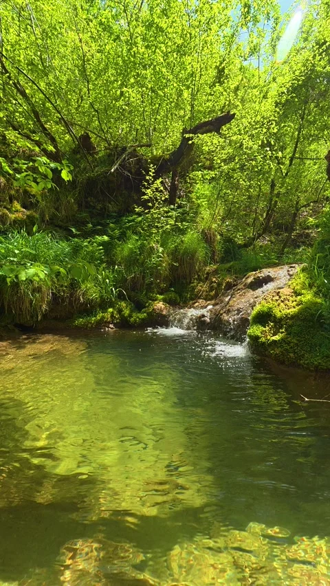 Clear stream flows through vibrant green forest. Gostilje, Serbia. Vertical Vídeos de archivo 337061831
