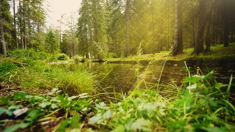 Clear Stream in the Forest, Austria Stock Footage