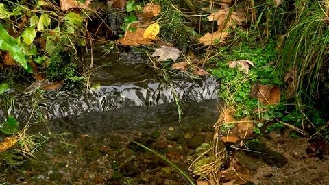 Clear Stream in the Forest Stock Footage 115260168