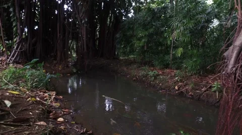 Clear Stream Jungle Stock Footage 68689853