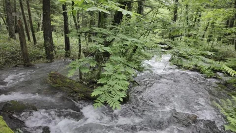 Clear Stream in Lush Forest Stock Footage 331239328
