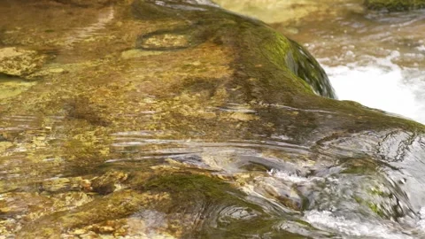 Clear stream with moss-covered rocks in a peaceful forest setting. Stock Footage 288831225