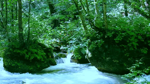 The Clear Stream of Oirase Gorge Video stock 332803345