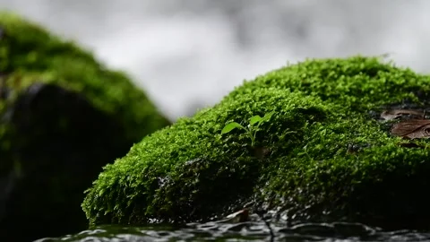 Clear stream ripples and light reflections over mossy rocks, fixed camera Stock Footage 337818736