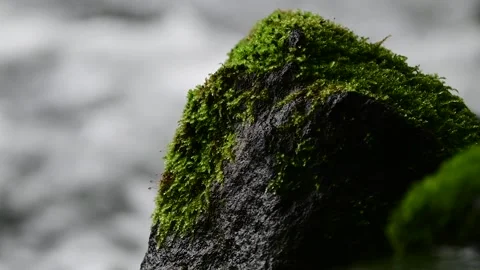 Clear stream ripples and light reflections over mossy rocks, fixed camera Stock Footage 337818793
