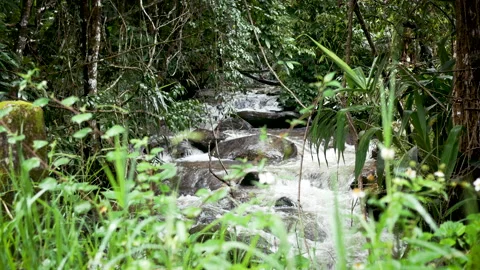 Clear stream running fast on stones covered with moss in national park.Waterfall Stock Footage 139744022