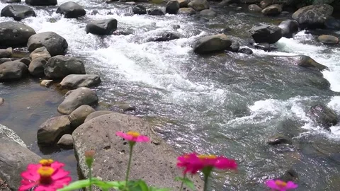 Clear stream rushes over dark, wet rocks Stock Footage 343147230